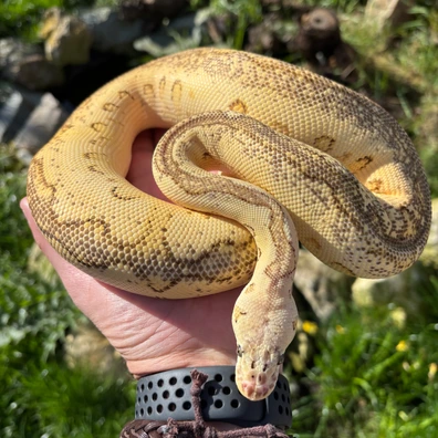 Enchi Redstripe Pastel YB Clown Pos Cinnamon Ball Python - female for sale from New Gene Balls