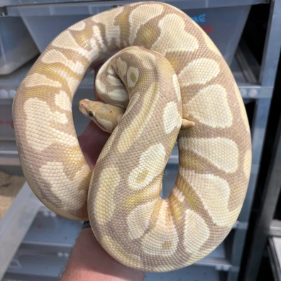 Candy YB Pos Het Pied Ball Python - female for sale from New Gene Balls