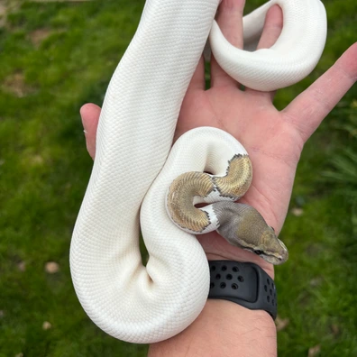 CB23 Phanton Fire Hypo Pied Ball Python - male for sale from New Gene Balls