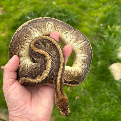Group All Het Clown Ball Python - female for sale from New Gene Balls