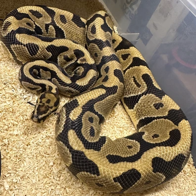 Enchi Spotnose Het Desert Ghost Het Pied