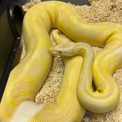Albino Pied