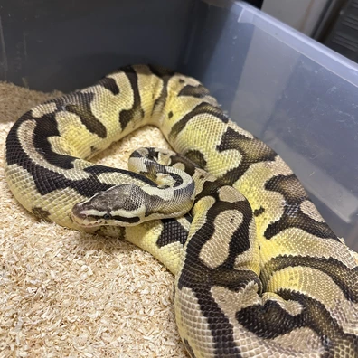 Firefly Het Desert Ghost Het Pied