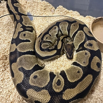 Orange Dream Het Pied Ph VPI Axanthic