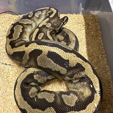 Pied Het Albino