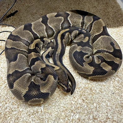 GHI Het Pied Pos Het Albino