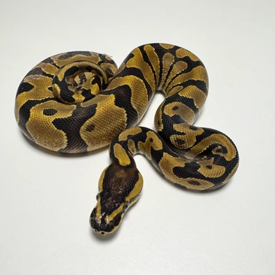 CB25 Enchi Het Albino Ball Python Ball Python - female for sale from Mat.pythonmorphs