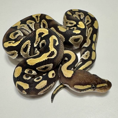 CB25 Mojave Het Albino Ball Python Ball Python - female for sale from Mat.pythonmorphs