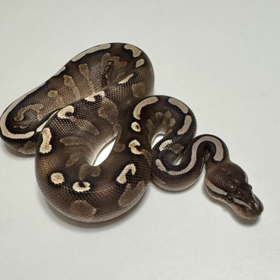 CB25 GHI Mojave Cinnamon Het Albino Ball Python Ball Python - male for sale from Mat.pythonmorphs