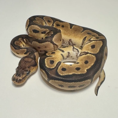 Clown Ball Python Ball Python - male for sale from Mat.pythonmorphs