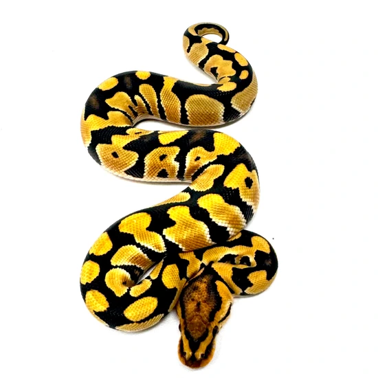 Desert Ghost Crypton 50% Het Sunset Ball Python by Matt Byram Exotics