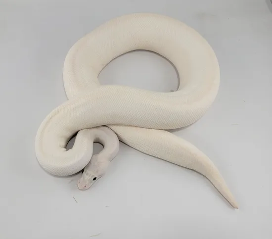 Ivory Ball Python by ML Exotics