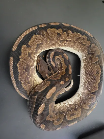 Cinny Sugar Ball Python Cinnamon Sugar Ball Python by Poker's Pythons