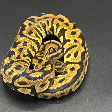 Leopard Spotnose Het Clown Ball Python - female for sale from BucksBallz