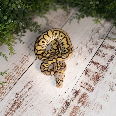 Mojave Spotnose Pastel Clown Ball Python - male for sale from MisterSmm‘s Ball Pythons
