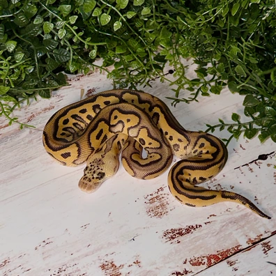 Leopard Mojave Pastel Clown Ball Python - male for sale from MisterSmm‘s Ball Pythons