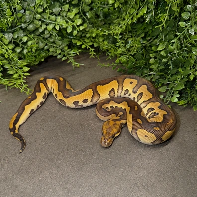 Leopard Mojave Clown Ball Python - male for sale from MisterSmm‘s Ball Pythons