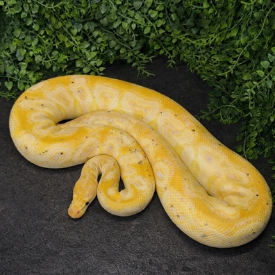 Banana Hurricane Clown Ball Python - male for sale from MisterSmm‘s Ball Pythons