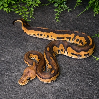Black Pastel Wookie Stranger Clown Ball Python - male for sale from MisterSmm‘s Ball Pythons