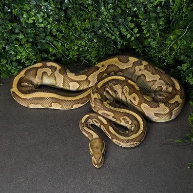 Hetari Leopard Ball Python - male for sale from MisterSmm‘s Ball Pythons