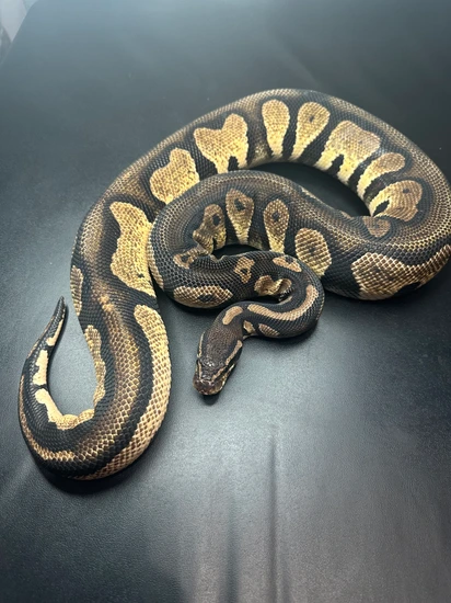 Blackhead Pastel Red Gene Ball Python by Monterey Bay Morphs