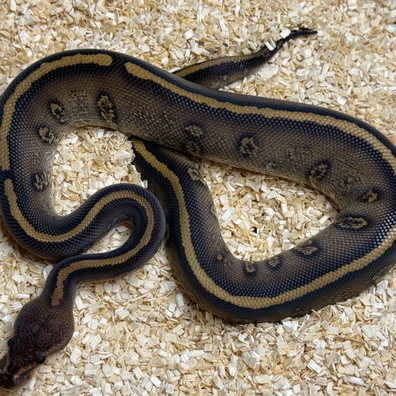 Wookie Stranger Yellowbelly 100% Het Clown For Hamm Ball Python - male for sale from Royal Bavarian Balls