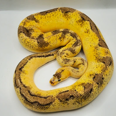 Pastel Enchi Champagne Ball Python - male for sale from Berserker ball pythonz