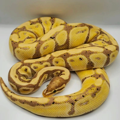 Banana Dbl Het Albino Clown Ball Python - female for sale from Berserker ball pythonz