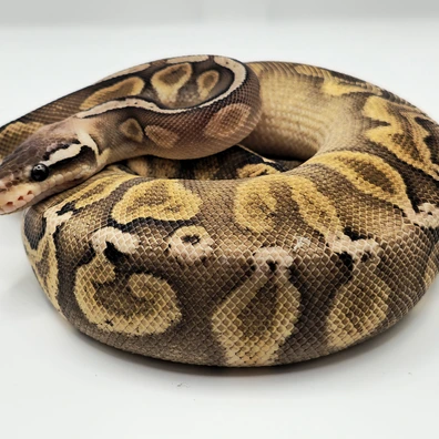 Pastel Ghi Mojave Ball Python - female for sale from Berserker ball pythonz