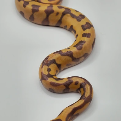 Banana Enchi Leopard 50% Dbl Het Albino Clown Ball Python - female for sale from Berserker ball pythonz