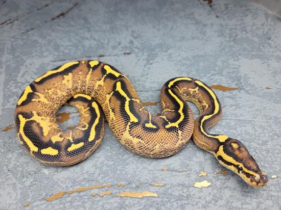 Fire Freeway 100% Het Clown Ball Python by Mirko Bandl