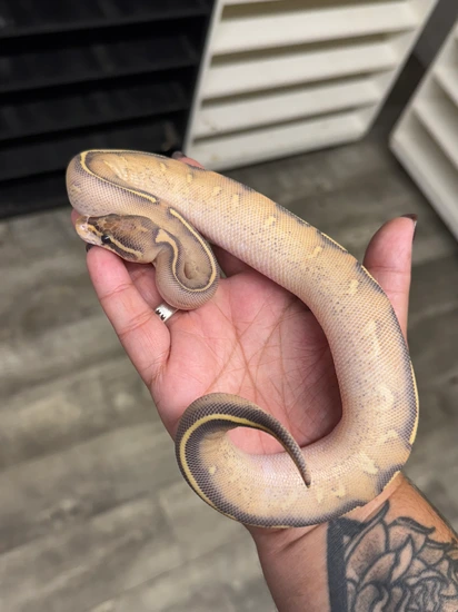 Highway Ball Python by MB Exotics