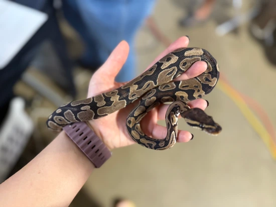 Normal Ball Python by Slytherdor Morphs MB LLC