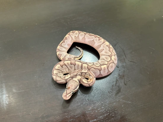 🌶️ Bamboo Het Albino 🌶️ Ball Python by Slytherdor Morphs MB LLC