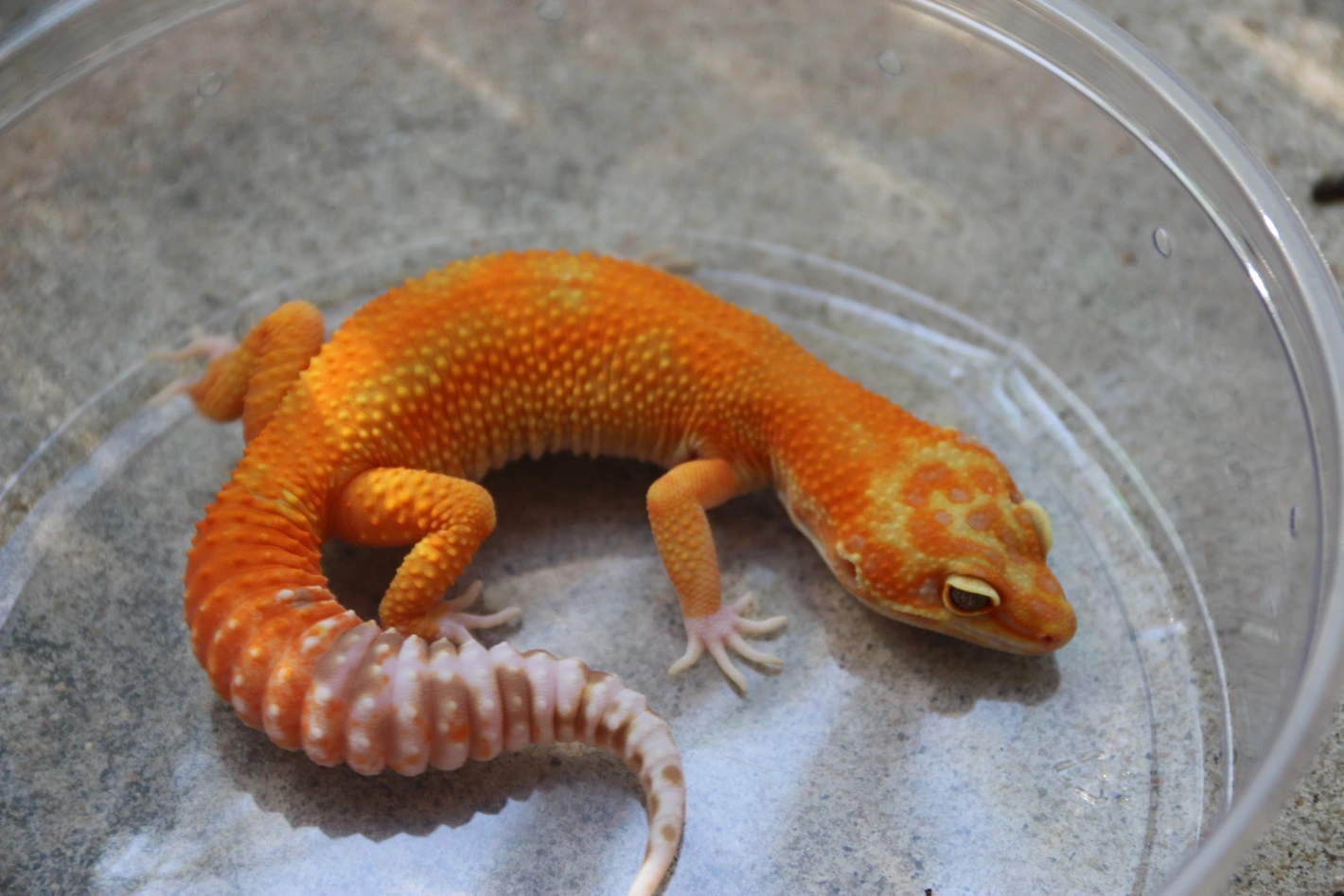 リプキス Mandarin Tangerine Rainwater Albino Het Eclipse X Raining