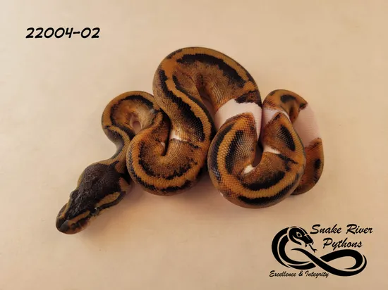 Beautiful Mahogany Pied Female Ball Python by Snake River Pythons