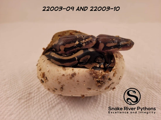 Mahogany Het. Pied (Twin!) Ball Python by Snake River Pythons