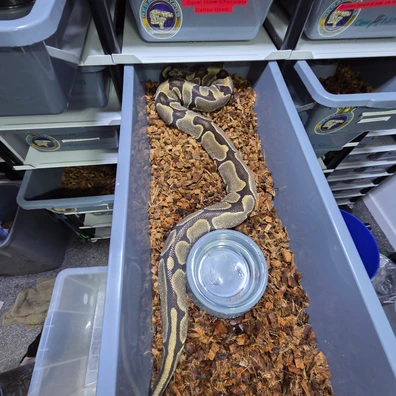 Enchi Breeder Female