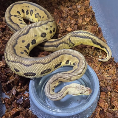 Leopard Pastel Clown