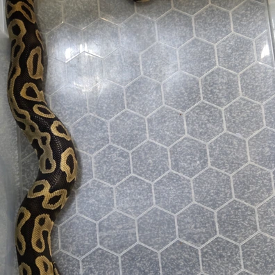 Leopard Het Clown Het Hypo Het Pied