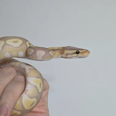 Banana Lesser