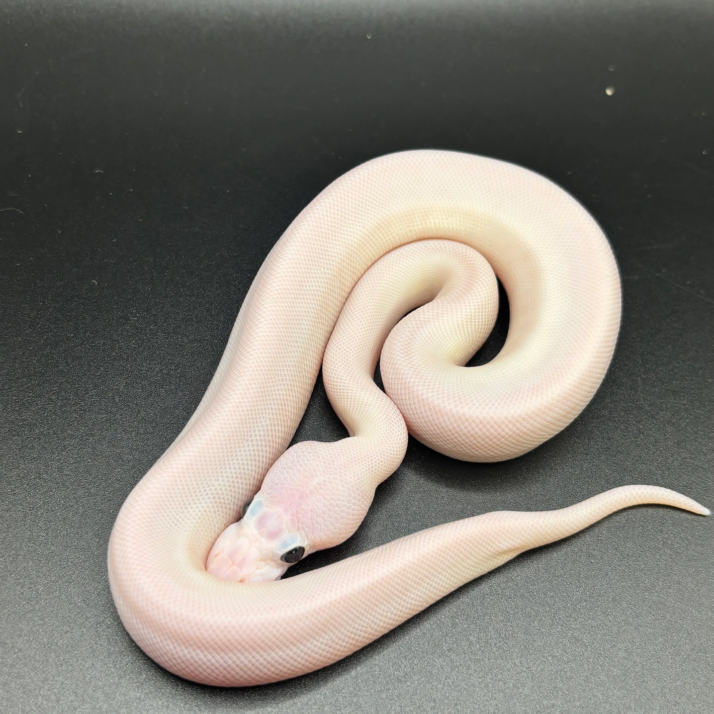 Panda Pied *Low Reserve* Ball Python by S&E Exotics