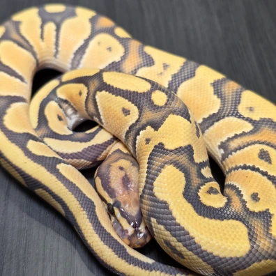 OD Fire Hypo Het DG Clown