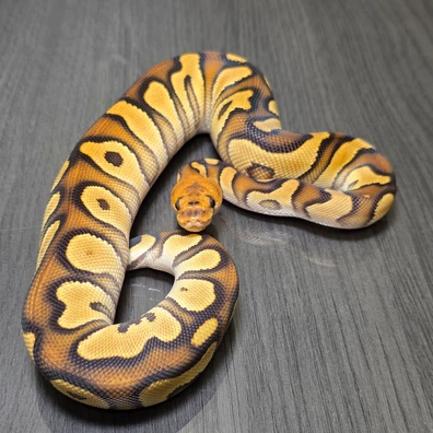 Chocolate Cypress Clown Het Hypo