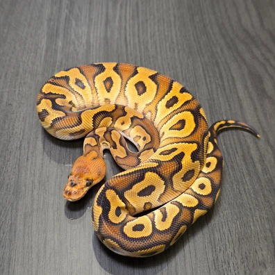 Cypress Clown Het Hypo