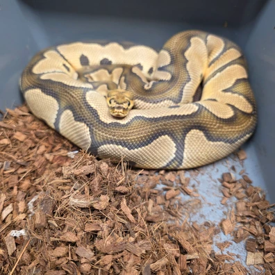Chocolate Clown Het Hypo Proven Breeder