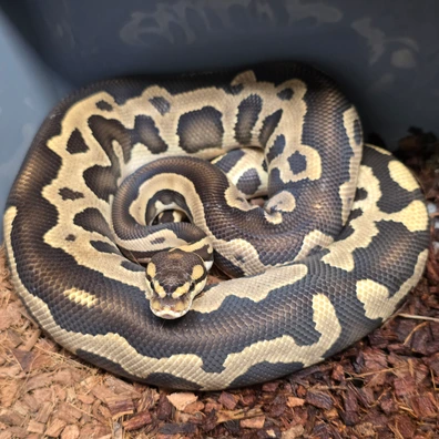 Phantom Leopard Crypton Het Hypo Ball Python - male for sale from Mcmillan Reptiles