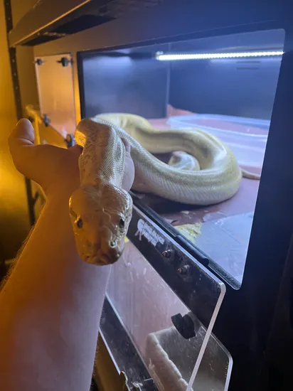 7ft Python Hypo-Granite Burmese Python 7ft by Scales Inc.
