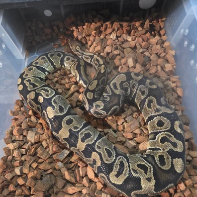 Hurricane Female Ball Python - female for sale from MDP Exotics