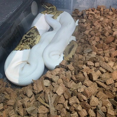 Pastel Pied Ball Python - male for sale from MDP Exotics